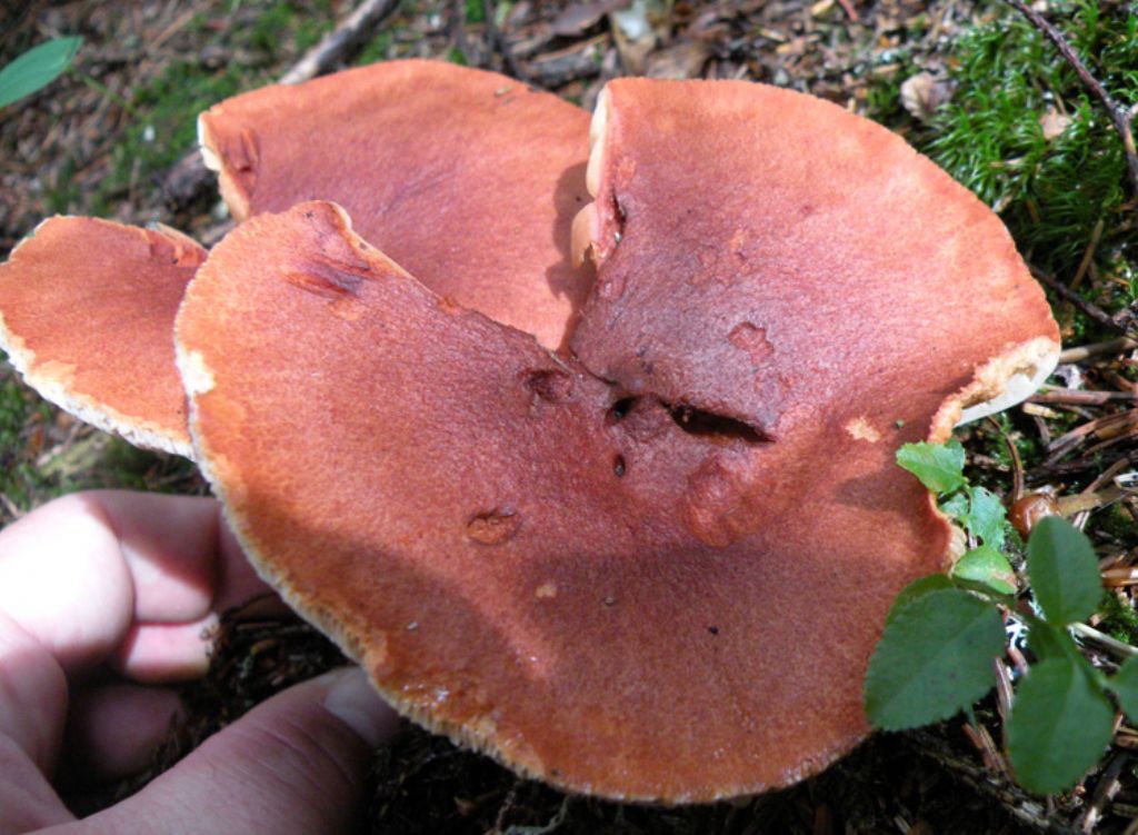 Lactarius rufus?